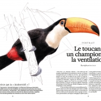 Ces animaux qui nous protègent