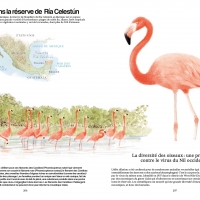 Ces animaux qui nous protègent